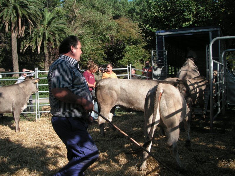 vacas (11)  FOTOS IMAGENES